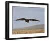 Buzzard (Buteo Buteo), Flying Over Farmland, Captive, Cumbria, England, United Kingdom-Steve & Ann Toon-Framed Photographic Print