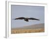 Buzzard (Buteo Buteo), Flying Over Farmland, Captive, Cumbria, England, United Kingdom-Steve & Ann Toon-Framed Photographic Print