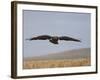 Buzzard (Buteo Buteo), Flying Over Farmland, Captive, Cumbria, England, United Kingdom-Steve & Ann Toon-Framed Photographic Print