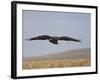 Buzzard (Buteo Buteo), Flying Over Farmland, Captive, Cumbria, England, United Kingdom-Steve & Ann Toon-Framed Photographic Print