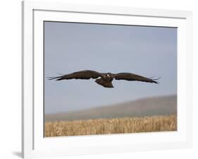 Buzzard (Buteo Buteo), Flying Over Farmland, Captive, Cumbria, England, United Kingdom-Steve & Ann Toon-Framed Photographic Print