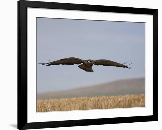 Buzzard (Buteo Buteo), Flying Over Farmland, Captive, Cumbria, England, United Kingdom-Steve & Ann Toon-Framed Photographic Print