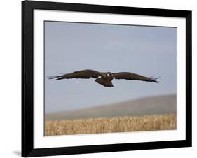 Buzzard (Buteo Buteo), Flying Over Farmland, Captive, Cumbria, England, United Kingdom-Steve & Ann Toon-Framed Photographic Print