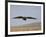 Buzzard (Buteo Buteo), Flying Over Farmland, Captive, Cumbria, England, United Kingdom-Steve & Ann Toon-Framed Photographic Print