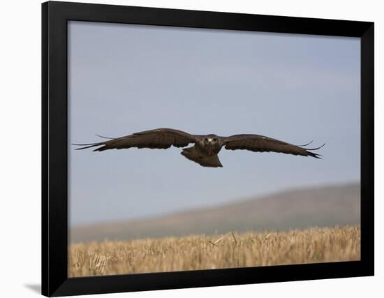 Buzzard (Buteo Buteo), Flying Over Farmland, Captive, Cumbria, England, United Kingdom-Steve & Ann Toon-Framed Photographic Print