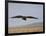 Buzzard (Buteo Buteo), Flying Over Farmland, Captive, Cumbria, England, United Kingdom-Steve & Ann Toon-Framed Photographic Print