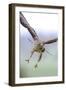 Buzzard in flight, Marlborough Downs, UK-David Pike-Framed Photographic Print