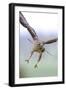 Buzzard in flight, Marlborough Downs, UK-David Pike-Framed Photographic Print