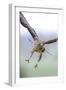 Buzzard in flight, Marlborough Downs, UK-David Pike-Framed Photographic Print