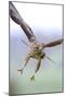 Buzzard in flight, Marlborough Downs, UK-David Pike-Mounted Photographic Print