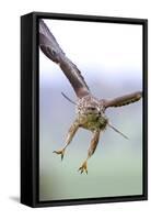 Buzzard in flight, Marlborough Downs, UK-David Pike-Framed Stretched Canvas