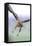 Buzzard in flight, Marlborough Downs, UK-David Pike-Framed Stretched Canvas