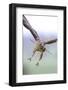 Buzzard in flight, Marlborough Downs, UK-David Pike-Framed Photographic Print