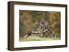 Buzzard perched on a branch in autumn, Lorraine, France-Michel Poinsignon-Framed Photographic Print
