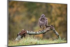 Buzzard perched on a branch in autumn, Lorraine, France-Michel Poinsignon-Mounted Photographic Print