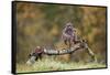 Buzzard perched on a branch in autumn, Lorraine, France-Michel Poinsignon-Framed Stretched Canvas