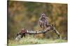 Buzzard perched on a branch in autumn, Lorraine, France-Michel Poinsignon-Stretched Canvas