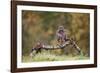 Buzzard perched on a branch in autumn, Lorraine, France-Michel Poinsignon-Framed Photographic Print