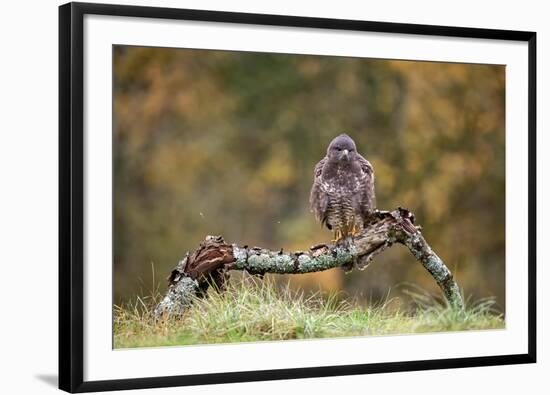 Buzzard perched on a branch in autumn, Lorraine, France-Michel Poinsignon-Framed Photographic Print