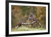 Buzzard perched on a branch in autumn, Lorraine, France-Michel Poinsignon-Framed Photographic Print