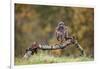 Buzzard perched on a branch in autumn, Lorraine, France-Michel Poinsignon-Framed Photographic Print