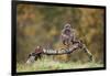 Buzzard perched on a branch in autumn, Lorraine, France-Michel Poinsignon-Framed Photographic Print