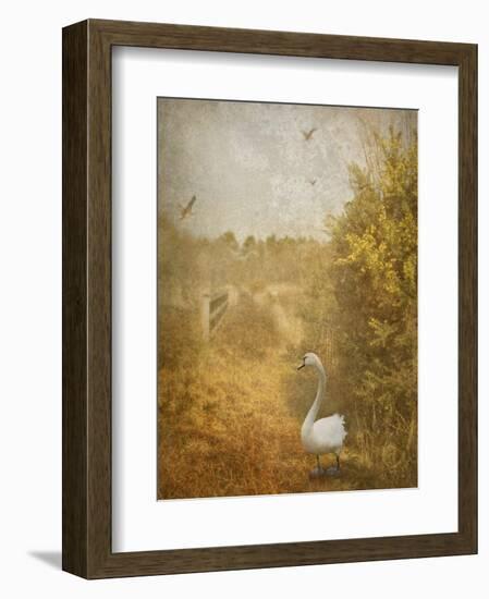 Buzzbird-Lynne Davies-Framed Photographic Print