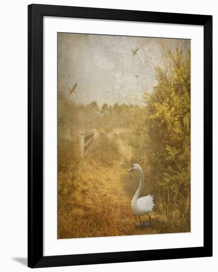 Buzzbird-Lynne Davies-Framed Photographic Print