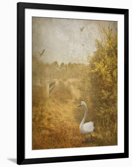 Buzzbird-Lynne Davies-Framed Photographic Print