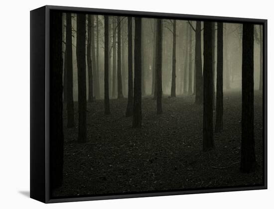 Buzztube-David Baker-Framed Stretched Canvas