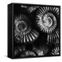 BW Amonite Fossils-Tom Quartermaine-Framed Stretched Canvas