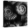 BW Amonite Fossils-Tom Quartermaine-Stretched Canvas