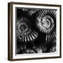 BW Amonite Fossils-Tom Quartermaine-Framed Giclee Print