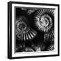 BW Amonite Fossils-Tom Quartermaine-Framed Giclee Print