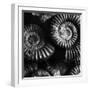 BW Amonite Fossils-Tom Quartermaine-Framed Giclee Print