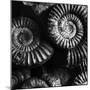 BW Amonite Fossils-Tom Quartermaine-Mounted Giclee Print