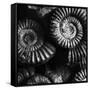 BW Amonite Fossils-Tom Quartermaine-Framed Stretched Canvas