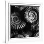 BW Amonite Fossils-Tom Quartermaine-Framed Giclee Print