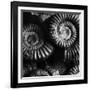 BW Amonite Fossils-Tom Quartermaine-Framed Giclee Print