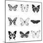 BW Butterfly Chart-Debra Van Swearingen-Mounted Photographic Print