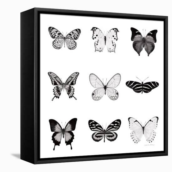 BW Butterfly Chart-Debra Van Swearingen-Framed Stretched Canvas