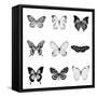 BW Butterfly Chart-Debra Van Swearingen-Framed Stretched Canvas