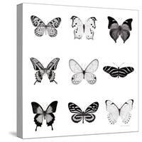 BW Butterfly Chart-Debra Van Swearingen-Stretched Canvas