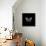 BW Butterfly on Black-Tom Quartermaine-Framed Stretched Canvas displayed on a wall