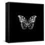 BW Butterfly on Black-Tom Quartermaine-Framed Stretched Canvas