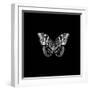 BW Butterfly on Black-Tom Quartermaine-Framed Giclee Print