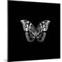 BW Butterfly on Black-Tom Quartermaine-Mounted Giclee Print