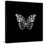 BW Butterfly on Black-Tom Quartermaine-Stretched Canvas