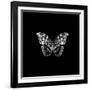 BW Butterfly on Black-Tom Quartermaine-Framed Giclee Print