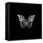 BW Butterfly on Black-Tom Quartermaine-Framed Stretched Canvas